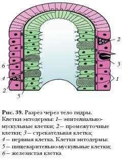 Список сайтов даркнета