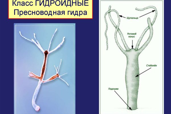 Kraken рынок